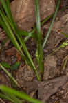 Wildenow's sedge